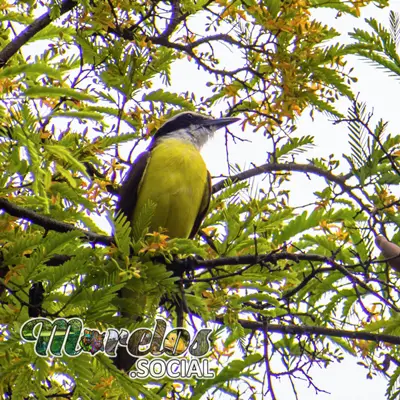 Fauna: Aves del estado de Morelos